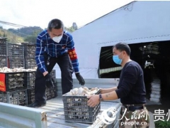 貴州紫云：愛心人士捐贈(zèng)3000斤食用菌 共抗疫情 ()