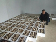 西鄉(xiāng)800畝大球蓋菇因疫情受困急需銷售！ ()