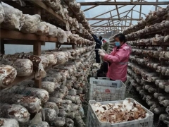 開放香菇市場(chǎng) 發(fā)放3000份通行證……慶元打開食用菌生產(chǎn)銷售“新渠道” ()