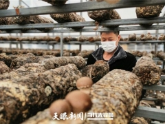 貴州施洞鎮(zhèn)疫情防控不誤生產(chǎn) 26萬(wàn)棒食用菌穩(wěn)定出菇！ ()