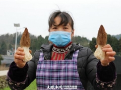 采摘裝籃！畢節(jié)黔西中建鄉(xiāng)的羊肚菌豐收 ()