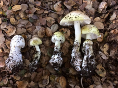 研究人員開發(fā)便攜式測(cè)試工具 以檢測(cè)致命的蘑菇 ()