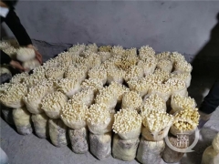 食用菌長(zhǎng)勢(shì)喜人種植戶卻犯愁 社區(qū)為其“量身打造”售賣模式 ()