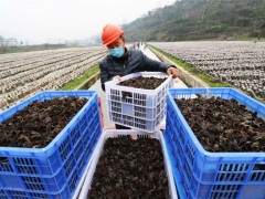 貴州印江鼓勵(lì)發(fā)展食用菌產(chǎn)業(yè)：村民實(shí)現(xiàn)掙錢(qián)顧家“兩不誤” ()