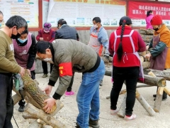 廣元“利州三耳”成百姓“搖錢(qián)樹(shù)” ()