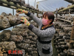 洋縣：香菇棚里傳出來(lái)的笑聲 ()