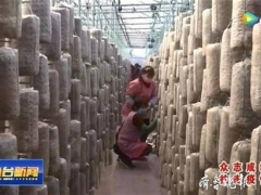 食用菌大棚生產(chǎn)忙，今年魚(yú)臺(tái)預(yù)計(jì)種植食用菌4.3億袋 ()