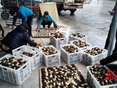 菌為花 畫(huà)為媒 瀘溪羊肚菌外銷(xiāo)出新招 ()