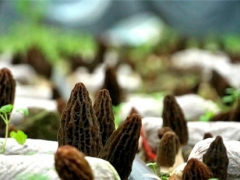 羊肚菌產(chǎn)業(yè)基地采摘忙 線(xiàn)上營(yíng)銷(xiāo)增收防疫兩不誤 ()