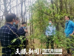 專家助力，冊(cè)亨縣確定首期2萬(wàn)棒林下紅托竹蓀試點(diǎn)基地 ()