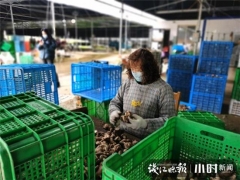 買它！桐廬村民直播帶貨，滯銷香菇變“網(wǎng)紅” ()