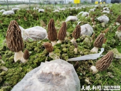 羊肚菌基地來(lái)了“智囊團(tuán)”——貴州省農(nóng)科院牽手黔西縣譜寫產(chǎn)業(yè)調(diào)整富民謠 ()