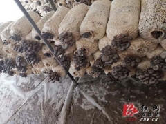 信息化助農(nóng)行動(dòng)｜雙峰 1500斤平菇仍無(wú)銷路 ()