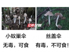 又到了野生蘑菇瘋長(zhǎng)的季節(jié) 對(duì)比圖來(lái)啦！ ()