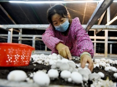寧夏：六盤山西麓食用菌菇基地挺過(guò)了疫情影響 小菌菇撐開幸福傘 ()