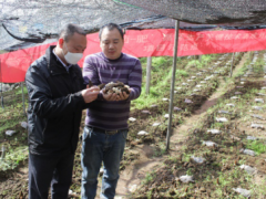 破解菌渣難題，獼猴桃樹下種羊肚菌帶動(dòng)農(nóng)戶增收 ()