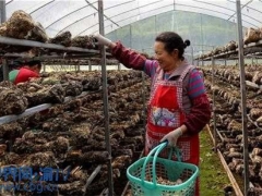 重慶云陽(yáng)：香菇基地生產(chǎn)忙 帶動(dòng)當(dāng)?shù)卮迕裨鍪?()