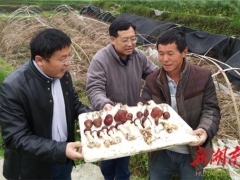 千里送“菌”——小蘑菇敲開(kāi)脫貧致富新門路 ()