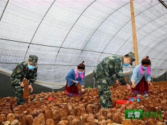 “精準(zhǔn)扶貧·中國(guó)武警在行動(dòng)”｜解急情，鮮香菇專車入市場(chǎng) ()