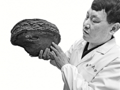 擁有一座菌菇博物館 浙大“蘑菇”學(xué)者開課科普多彩菌菇世界 ()