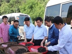 跨越千里“牽手”院士，科技造就“最強(qiáng)”柞水木耳 ()