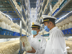 德州食用菌首次出口打開東盟市場(chǎng) 首批15噸食用菌發(fā)往泰國(guó) ()