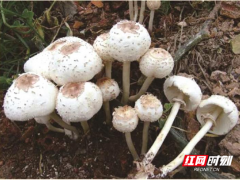 路邊的蘑菇不要采，小心中毒！ ()