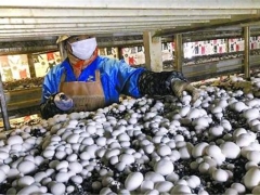 上海金山廊下打造“蘑菇小鎮(zhèn)”，受益農(nóng)戶利潤(rùn)大漲 ()