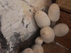 杭州女業(yè)主被家里蘑菇嚇哭：除不掉，晚上還會(huì)化成一灘“黑水”！ ()