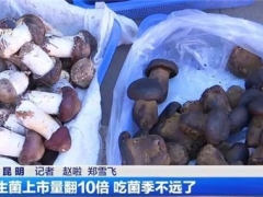 云南野生菌上市量翻了10倍！價(jià)格降啦！ ()