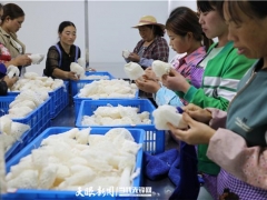 納雍縣：小小食用菌撐起10億元大產(chǎn)業(yè) ()