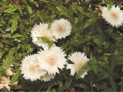 有毒！野蘑菇千萬(wàn)別亂吃 ()