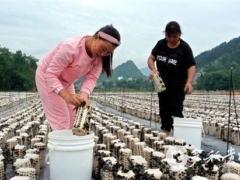 “菇”舞人心，這里的黑木耳開采了 ()