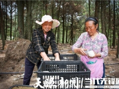 千畝大球蓋菇開始種植！紫云千畝林下仿野生菌項目持續(xù)推進 ()