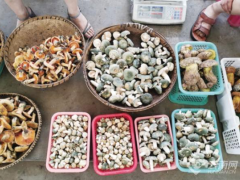 昆明野生菌大量上市 日交易量達100噸 見手青最低150元/公斤 ()