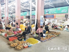 為菌瘋狂的時候到了！昆明野生菌大量上市 干巴菌最低300元/公斤 ()