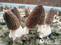 成都金堂羊肚菌奪“一鎮(zhèn)一品”傳媒大獎地標性農(nóng)產(chǎn)品獲肯定 ()