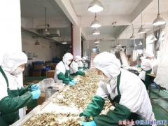 浙江慶元：布局“三鏈”促食用菌出口實現(xiàn)逆勢增長 ()