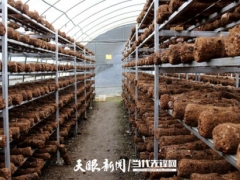 赫章：三千萬棒食用菌“菇”足群眾錢袋子 ()