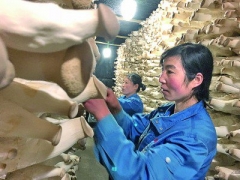 科技助力，小菌菇“長”出大市場 ()