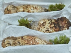 香格里拉松茸江湖：從香格里拉發(fā)出的松茸，產(chǎn)自當(dāng)?shù)氐幕虿蛔?0% ()