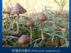 致幻蘑菇刷屏！專家：野生蘑菇中毒死亡率高達(dá)20% ()