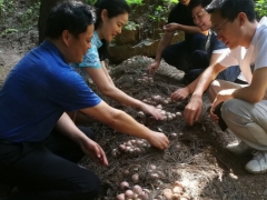 貴州重大專項顯成效，織金竹蓀大豐收 ()