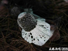 產(chǎn)值倍量 收入添碼——織金縣“四輪驅(qū)動”助推竹蓀產(chǎn)業(yè)邁入發(fā)展快車道 ()
