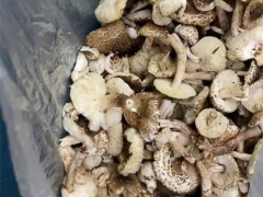 寧夏人民醫(yī)院近期接診誤食毒蘑菇14人！戶外野生蘑菇吃不得，你怎么就不聽呢！ ()