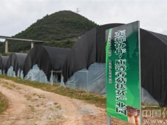 “小香菇”走出國門 助力農(nóng)民“小康路” ()