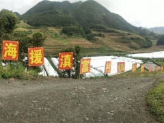滬滇扶貧協(xié)作幫助富源發(fā)展食用菌產(chǎn)業(yè)，拓寬農(nóng)民增收渠道 ()