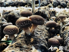山西產(chǎn)業(yè)扶貧產(chǎn)品展播：交口香菇 ()