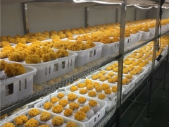 云南農(nóng)業(yè)大學(xué)李榮春教授利用在食用菌行業(yè)的科研優(yōu)勢，將金耳種植難關(guān)突破形成穩(wěn)產(chǎn)高產(chǎn)的工廠化栽培技術(shù) ()