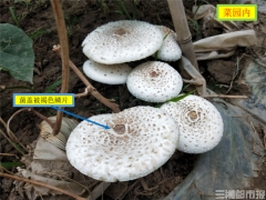 天氣轉(zhuǎn)冷，誤食毒蘑菇案例增多！省疾控專家提醒：勿吃 ()